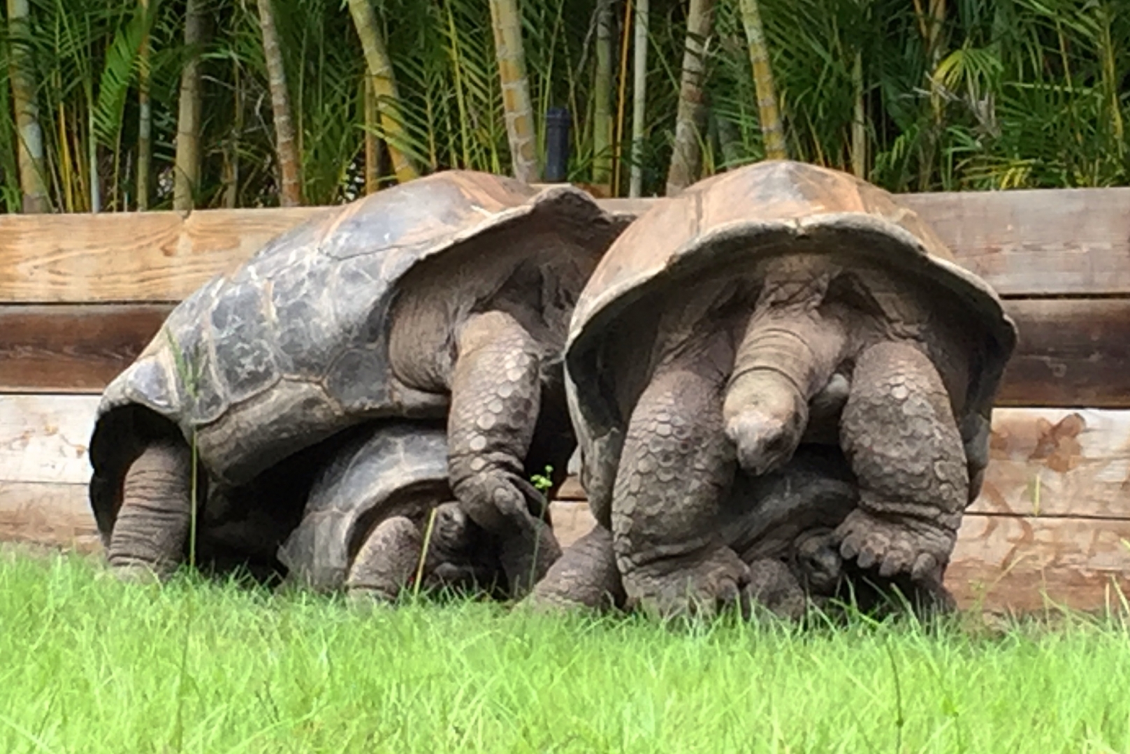 Aldabra Breeders