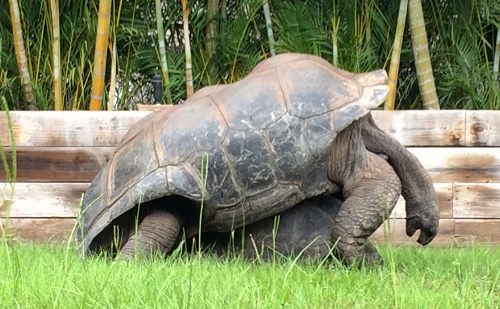 Aldabra Breeders