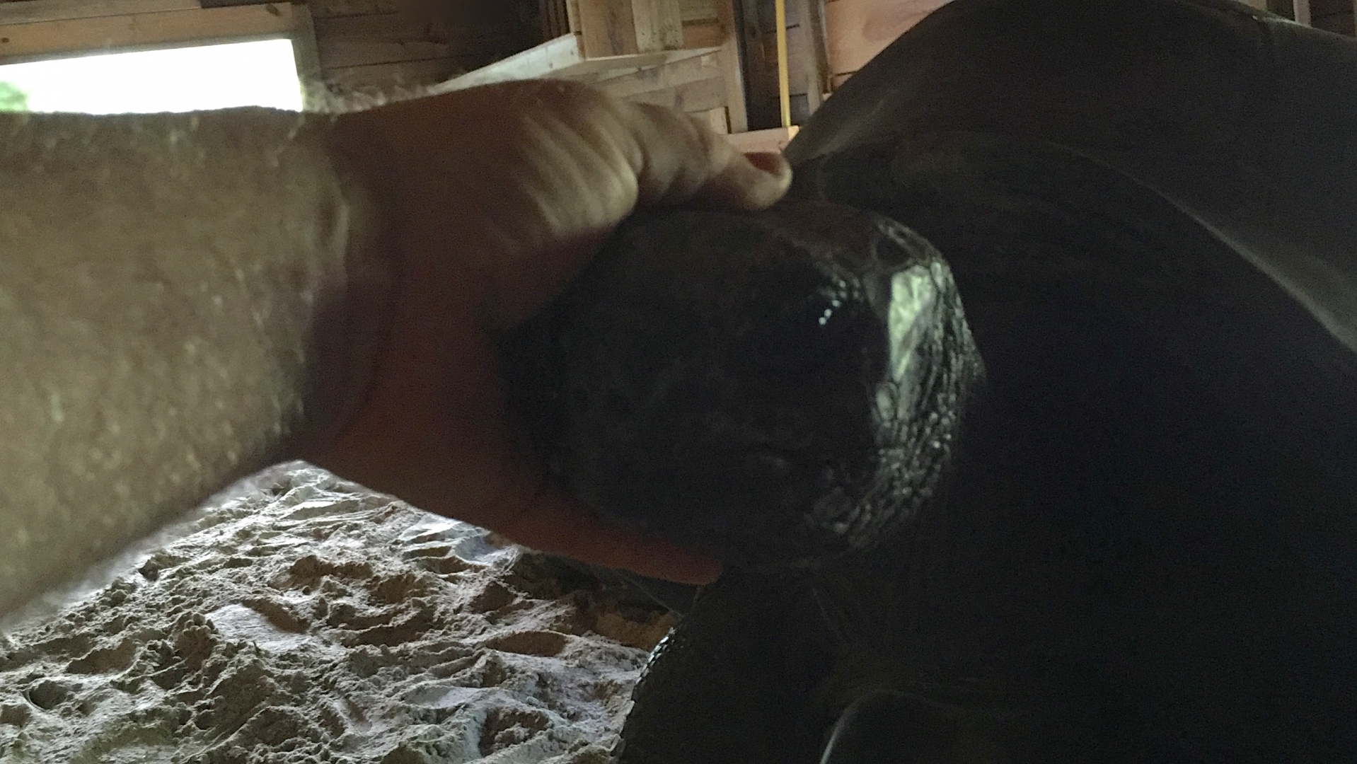 Aldabra Breeders
