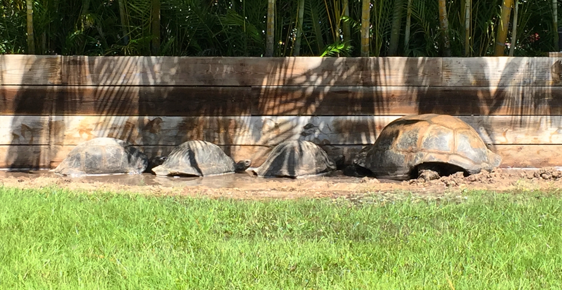 Aldabra Breeders