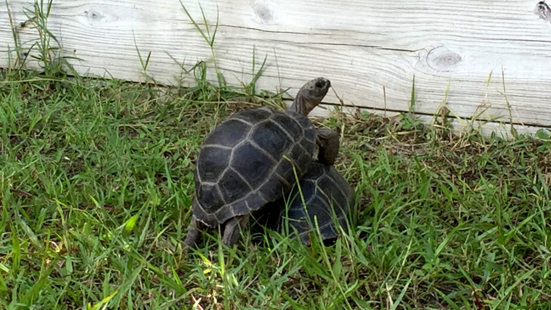Aldabra Breeders