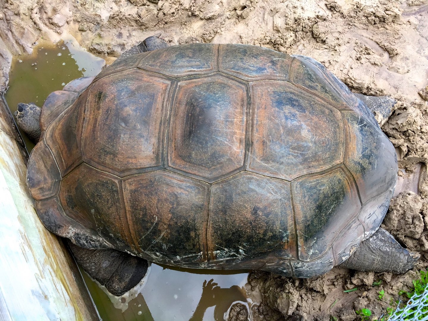 Aldabra Breeders