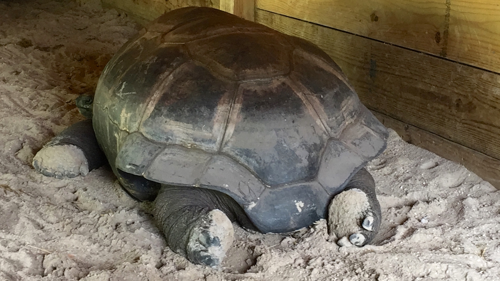 Aldabra Breeders