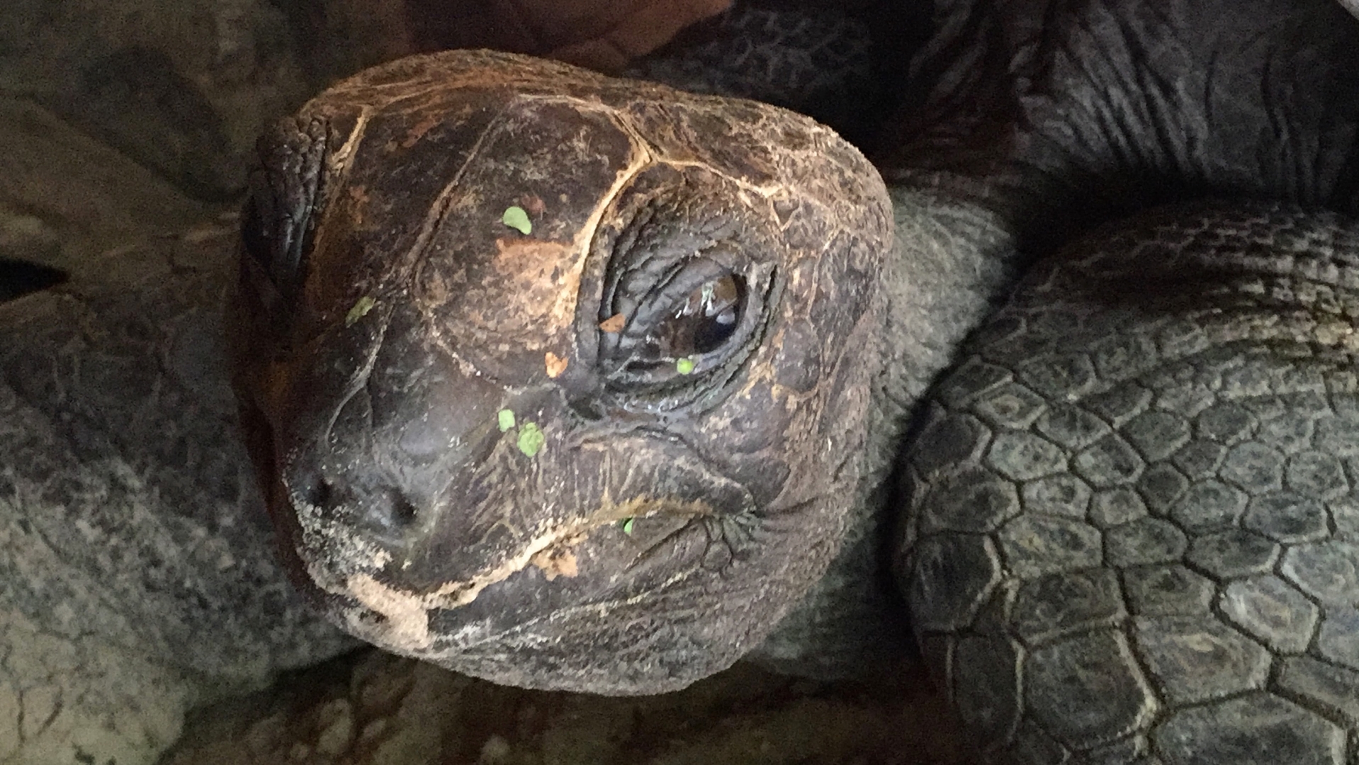 Aldabra Breeders
