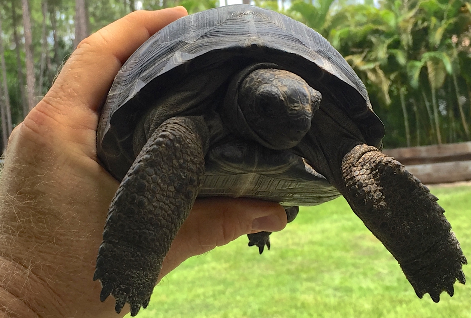 Aldabra Breeders