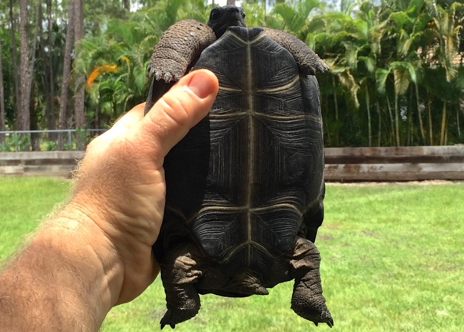 Aldabra Breeders