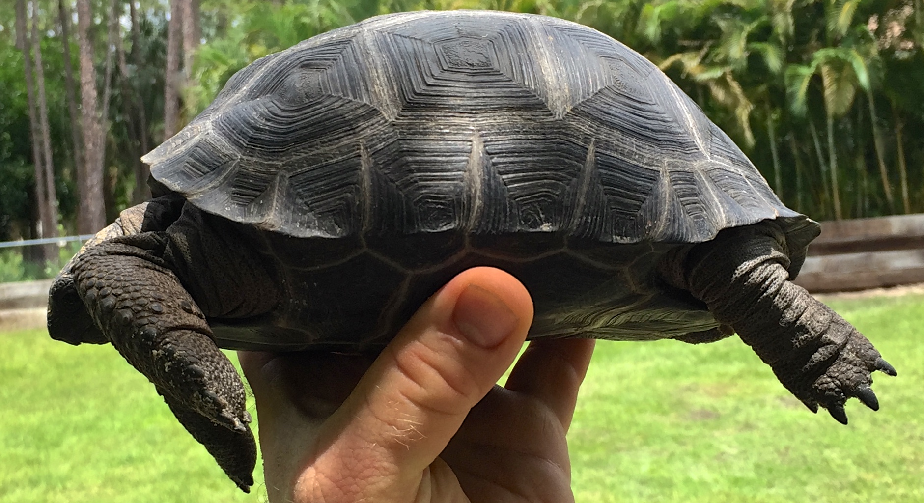 Aldabra Breeders