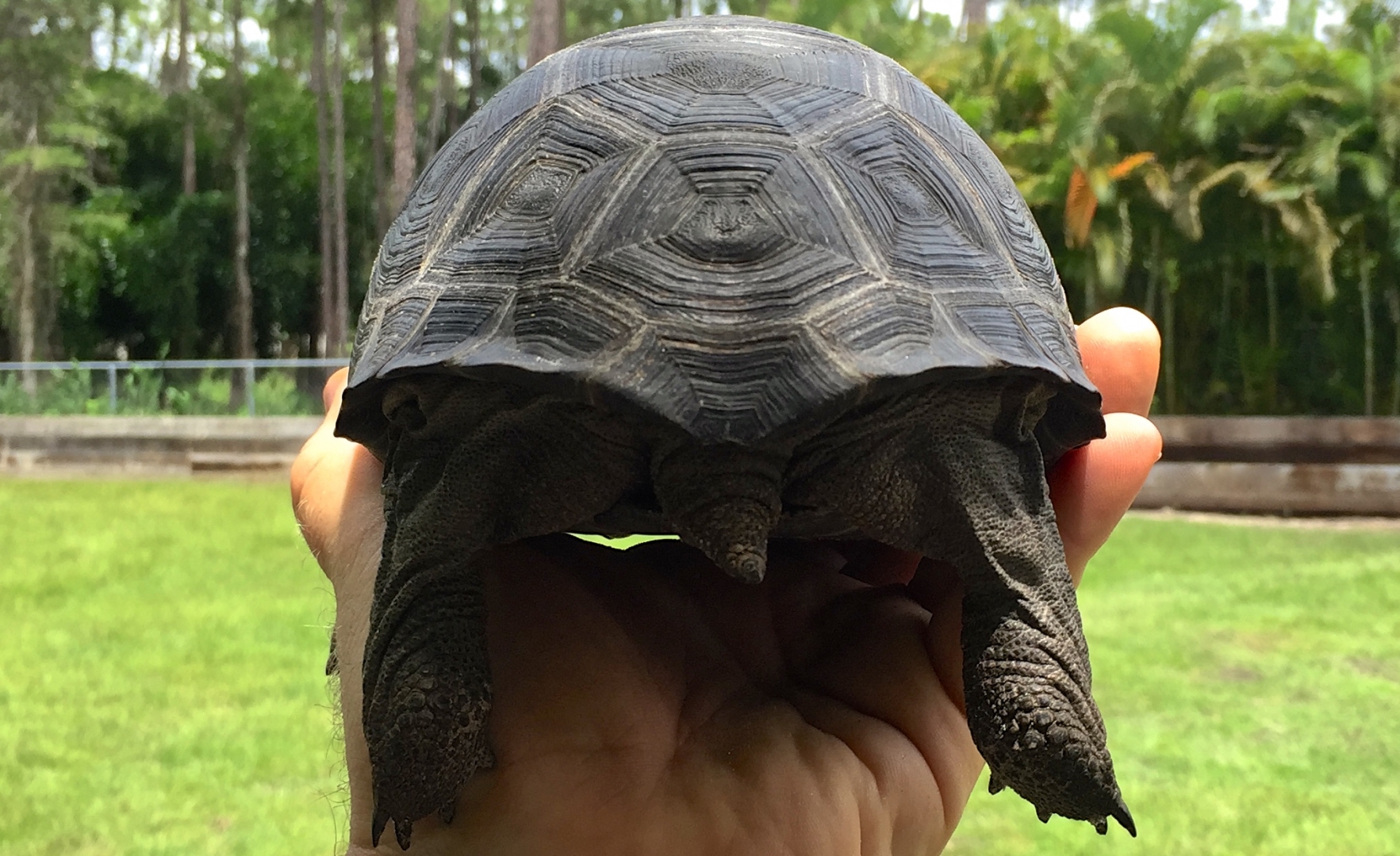 Aldabra Breeders