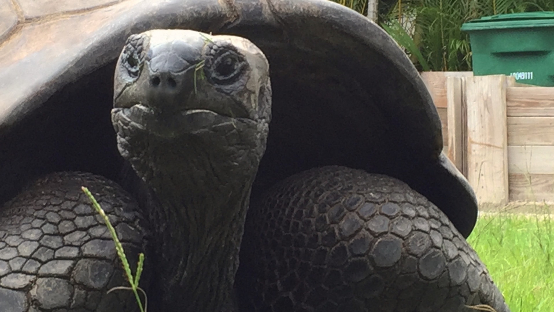 Aldabra Breeders