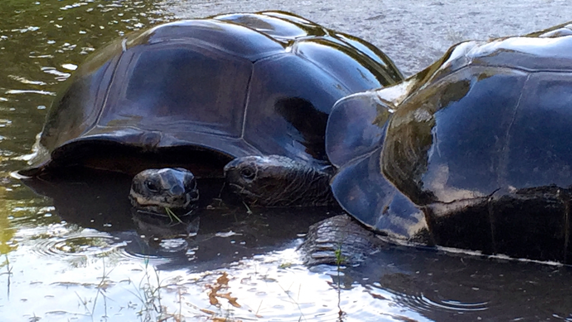 Aldabra Breeders