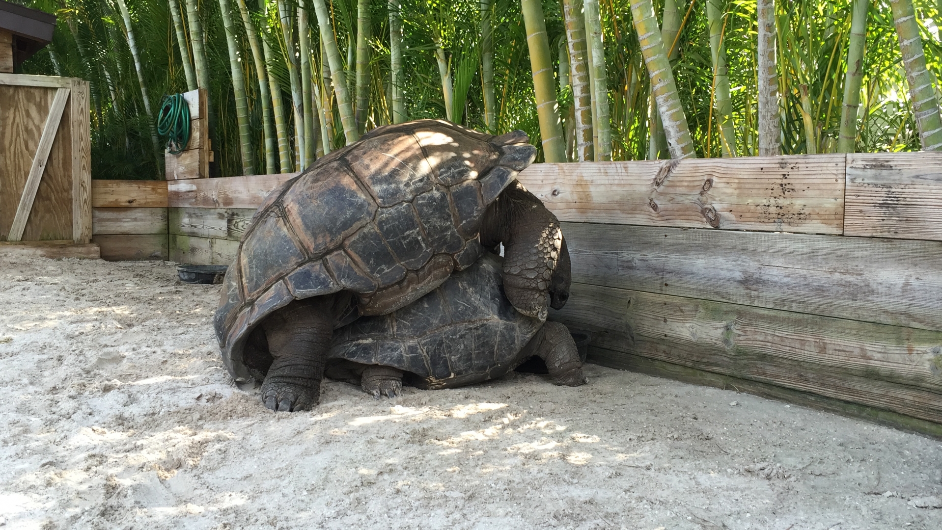 Aldabra Breeders