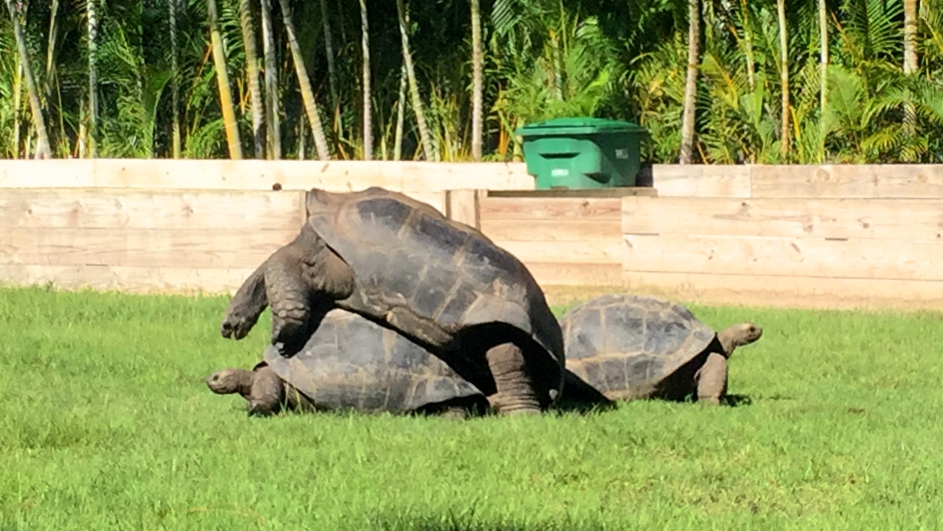Aldabra Breeders