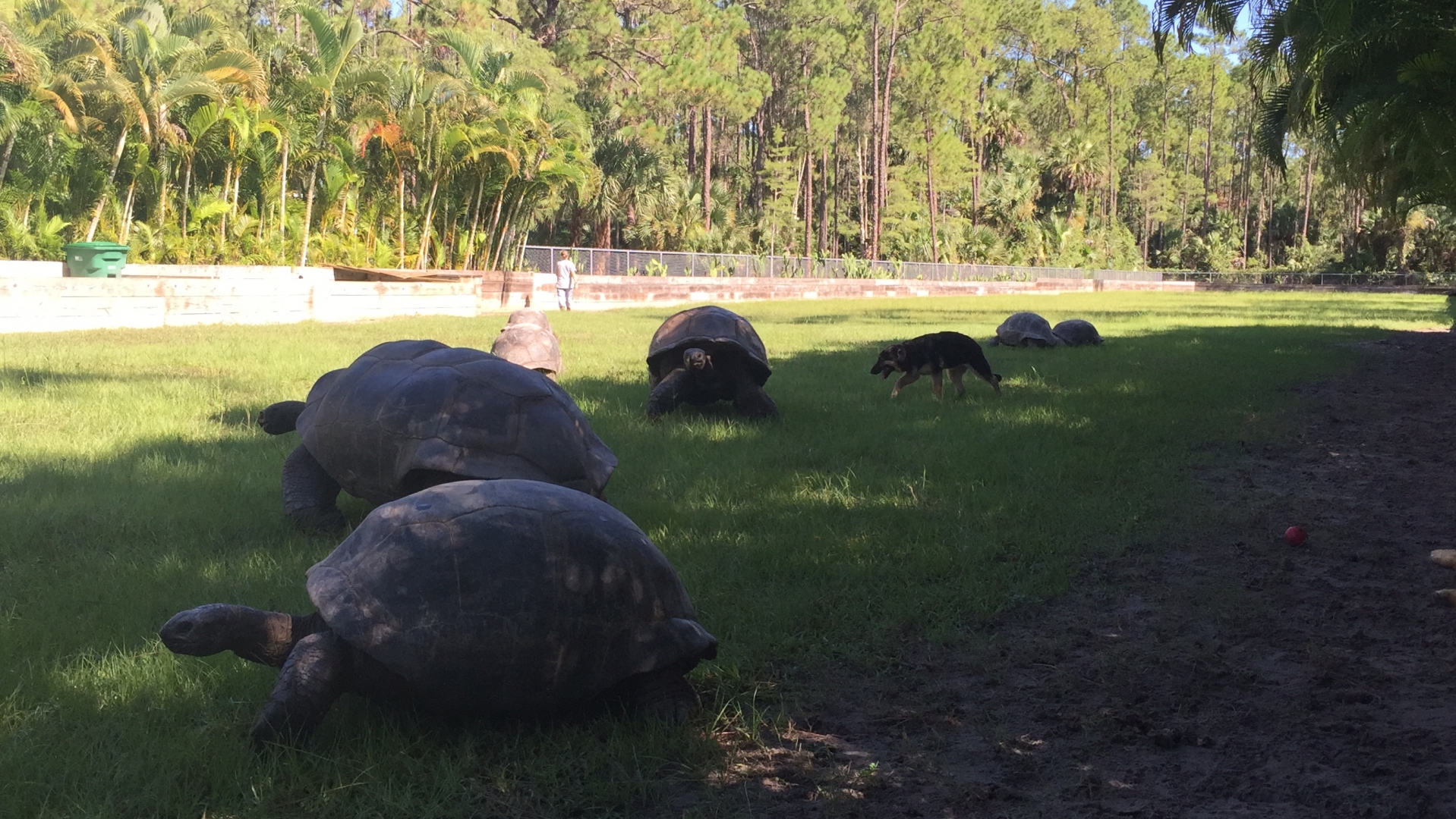 Aldabra Breeders