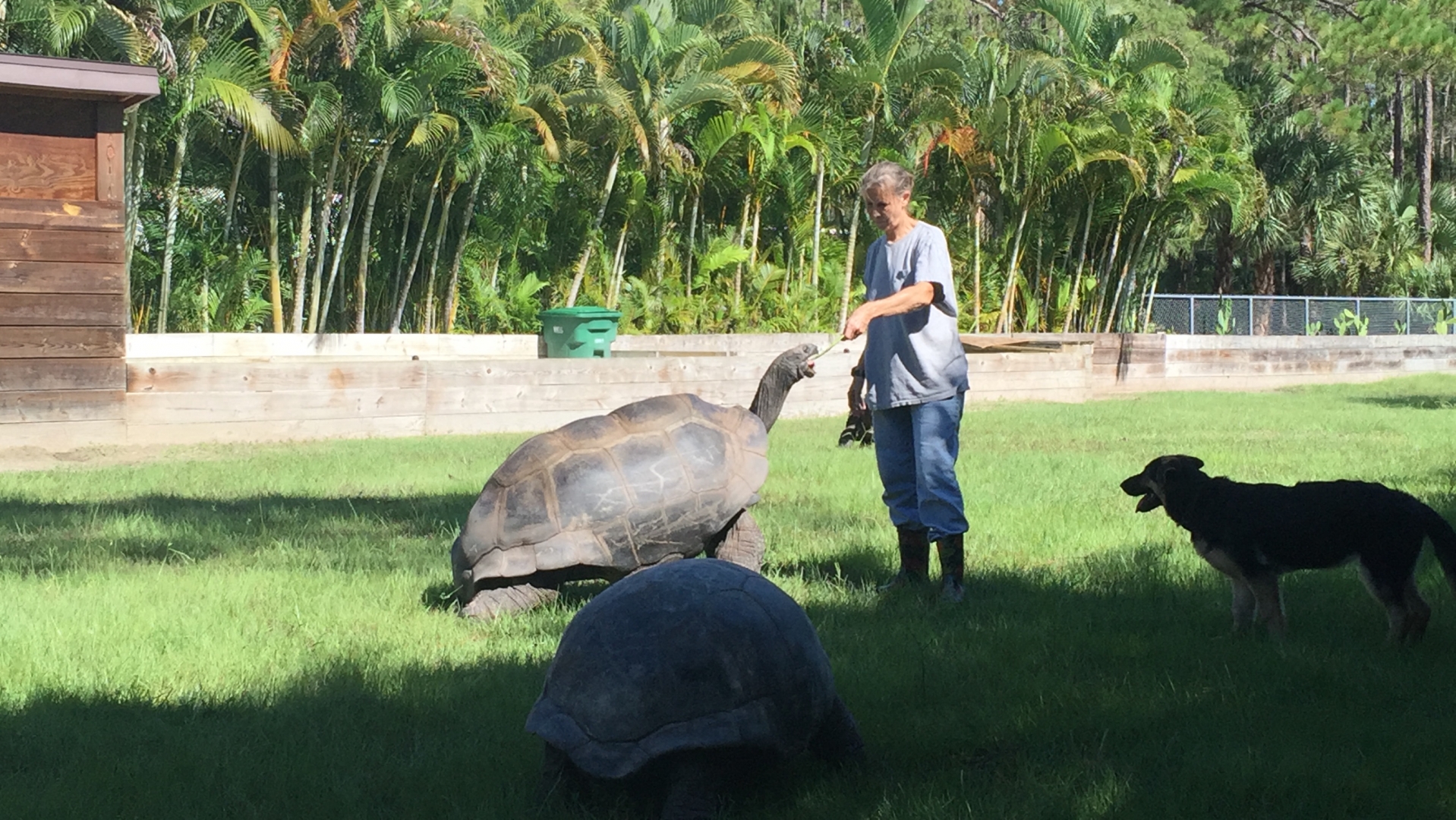 Aldabra Breeders