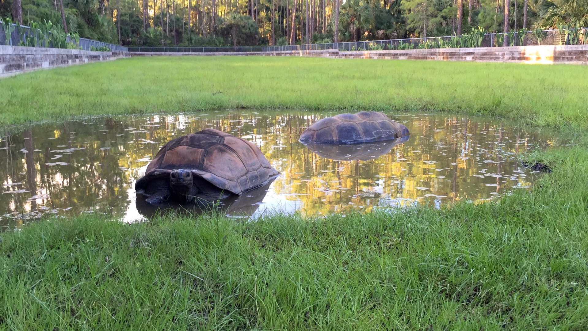 Aldabra Breeders