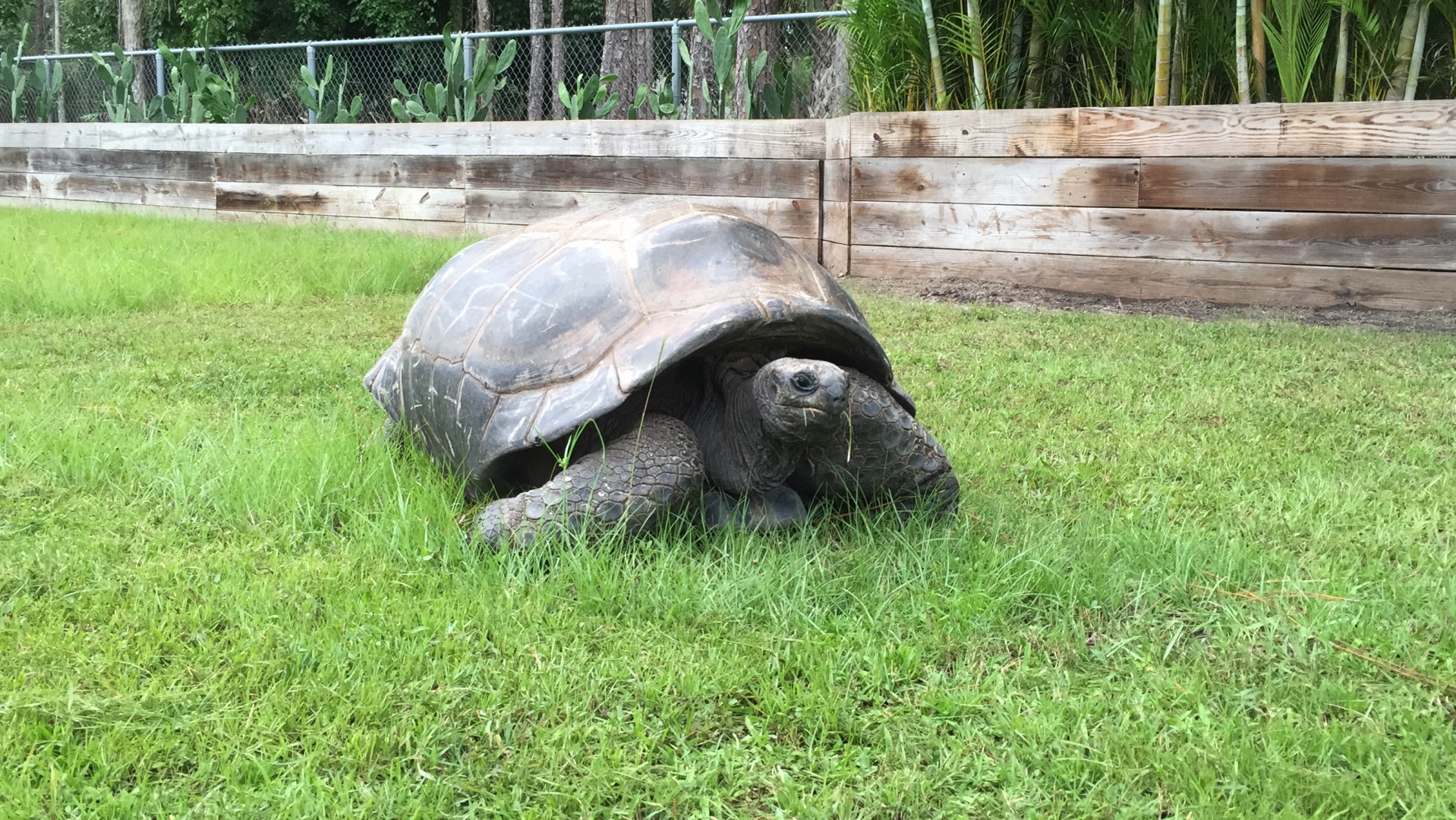 Aldabra Breeders