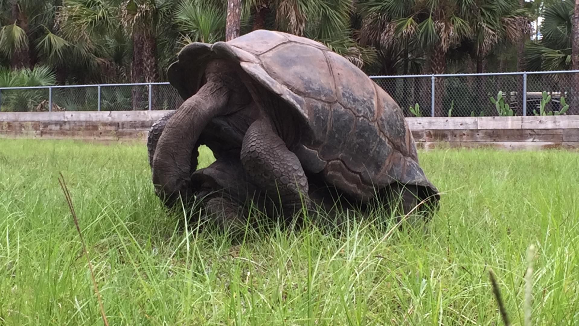 Aldabra Breeders