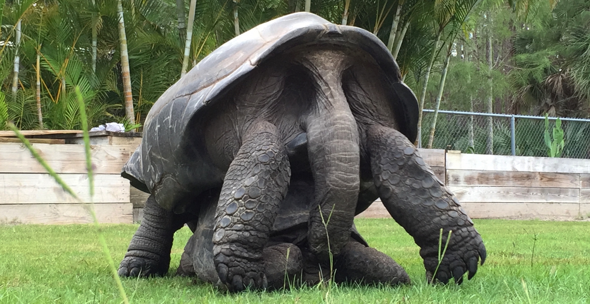 Aldabra Breeders