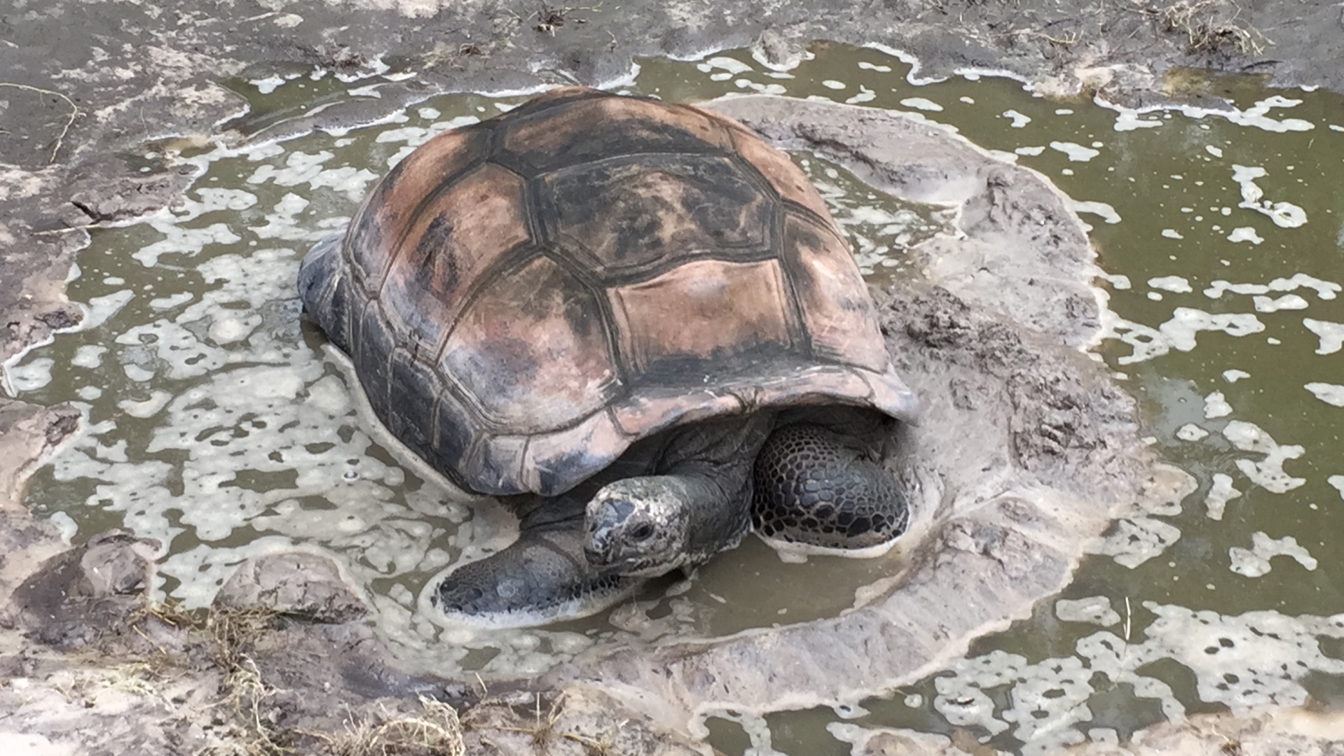 Aldabra Breeders