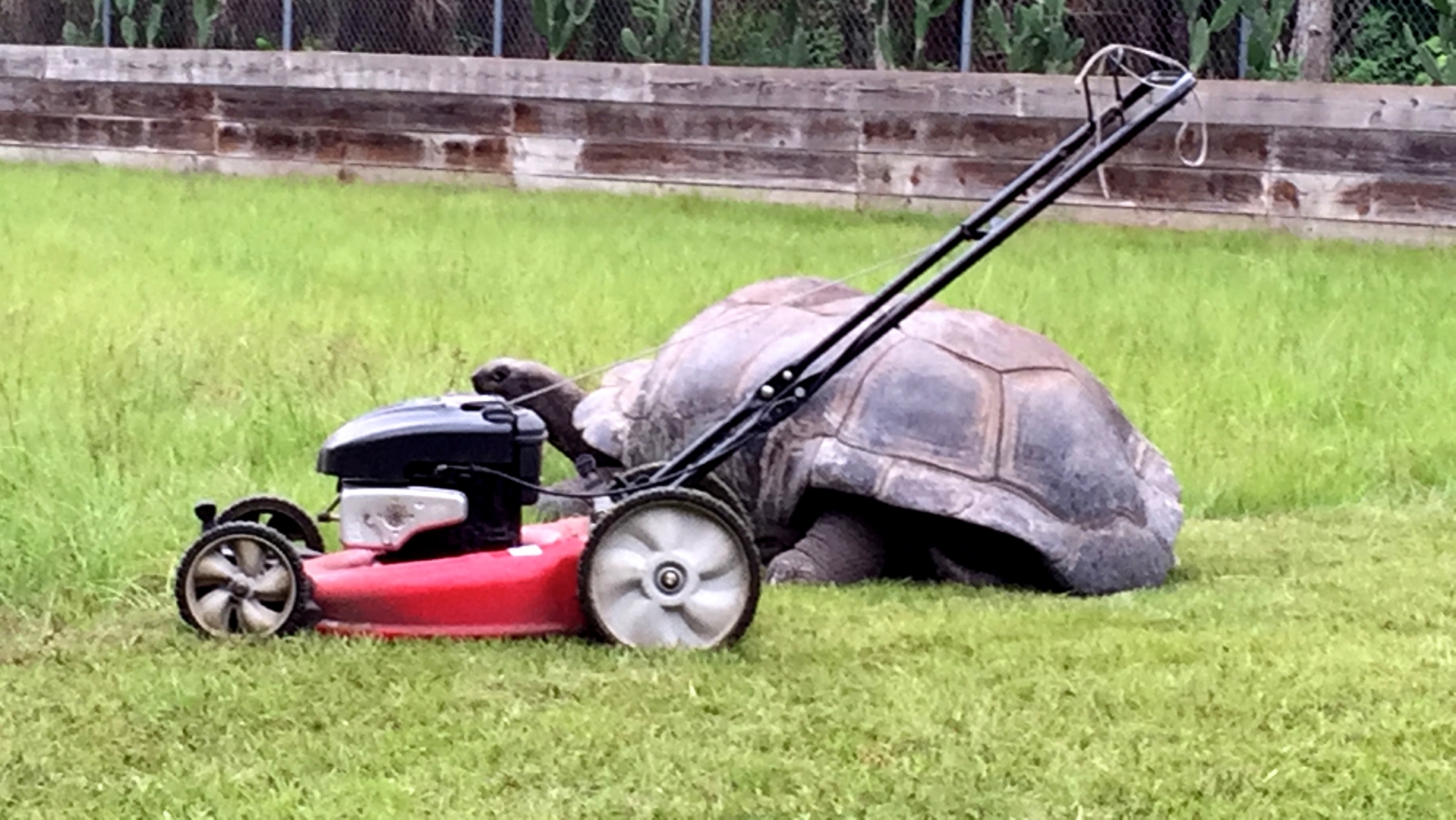 Aldabra Breeders