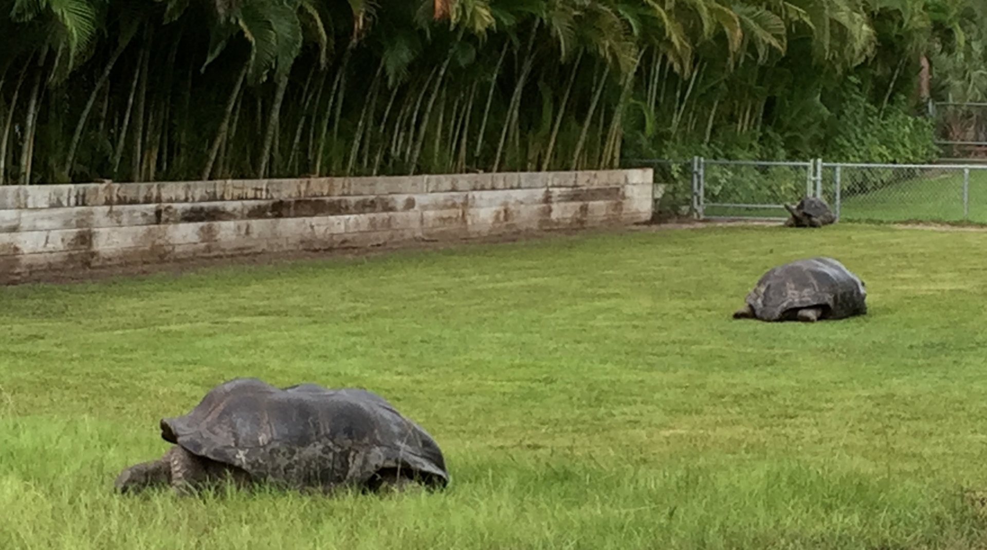 Aldabra Breeders