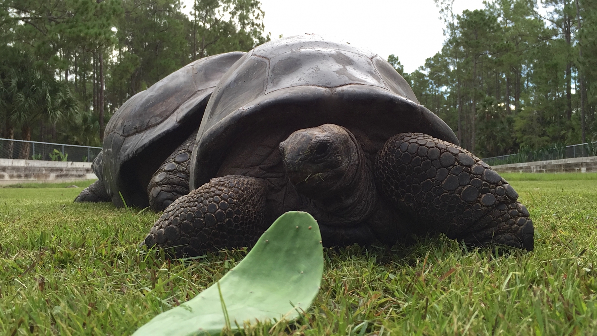 Aldabra Breeders
