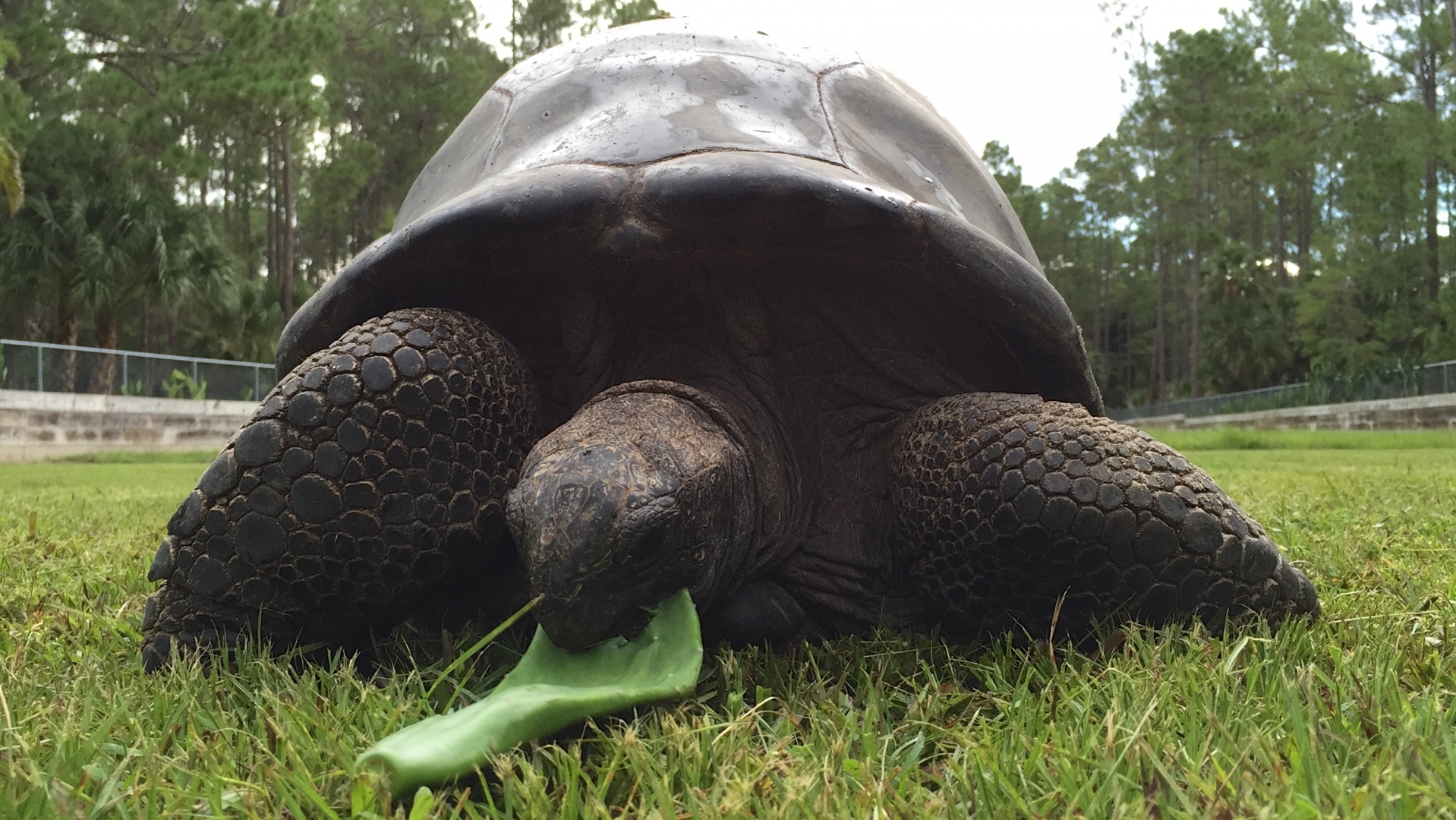 Aldabra Breeders