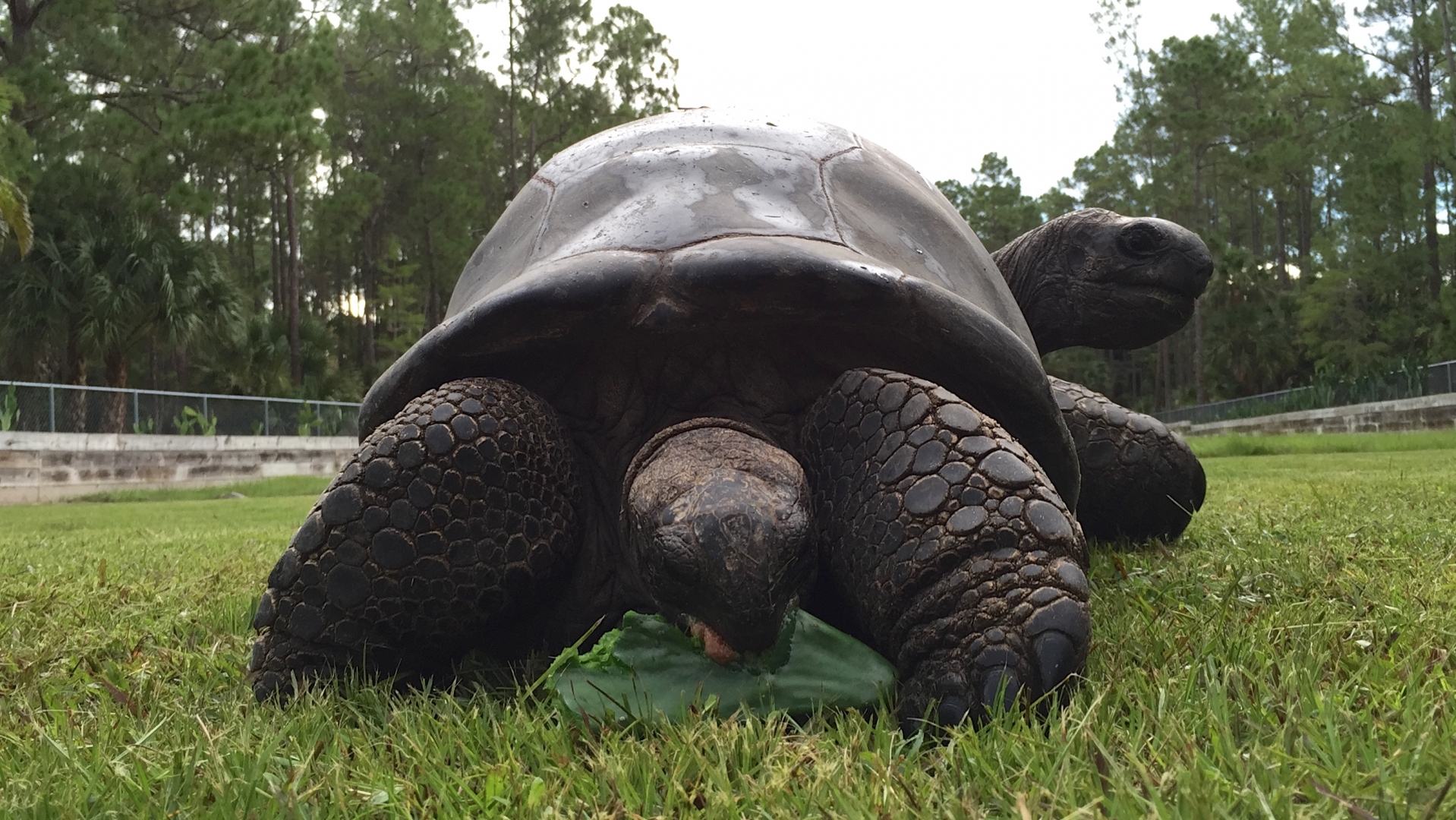 Aldabra Breeders