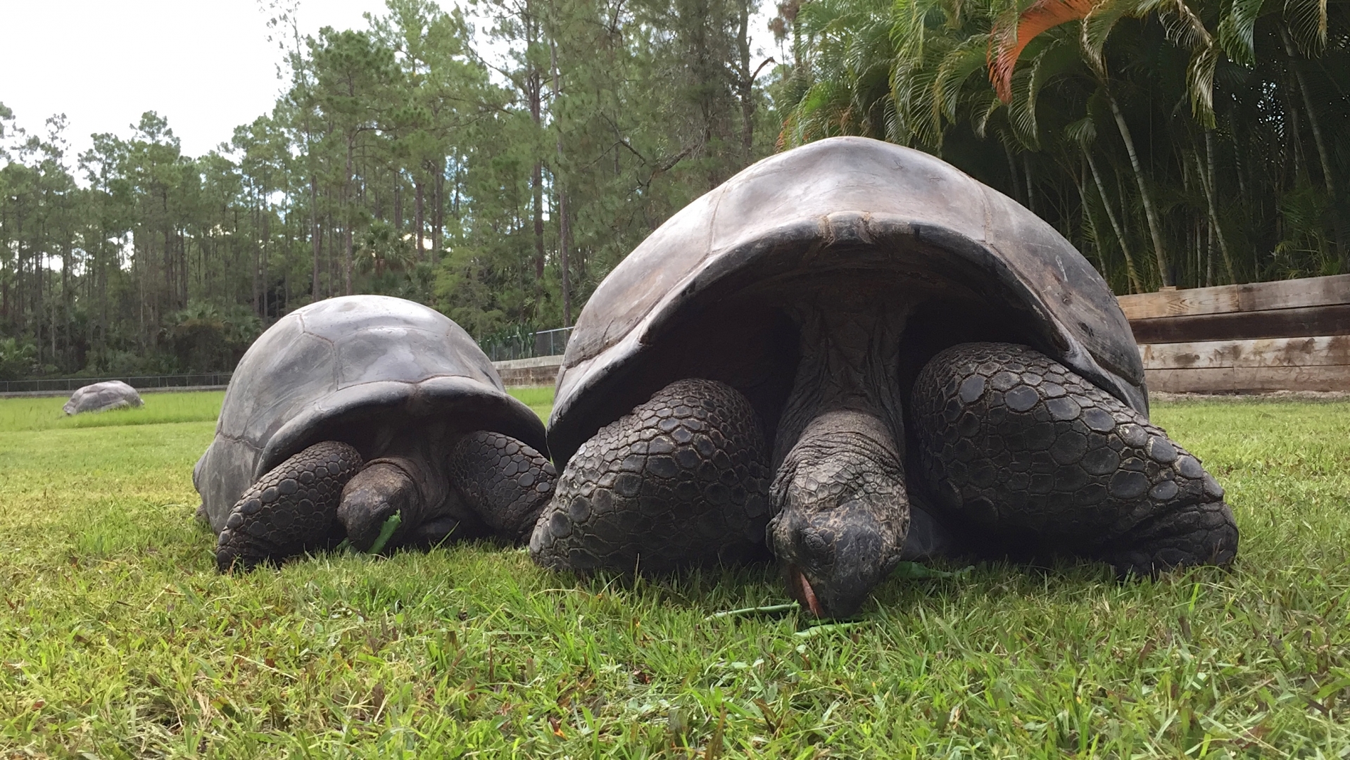 Aldabra Breeders