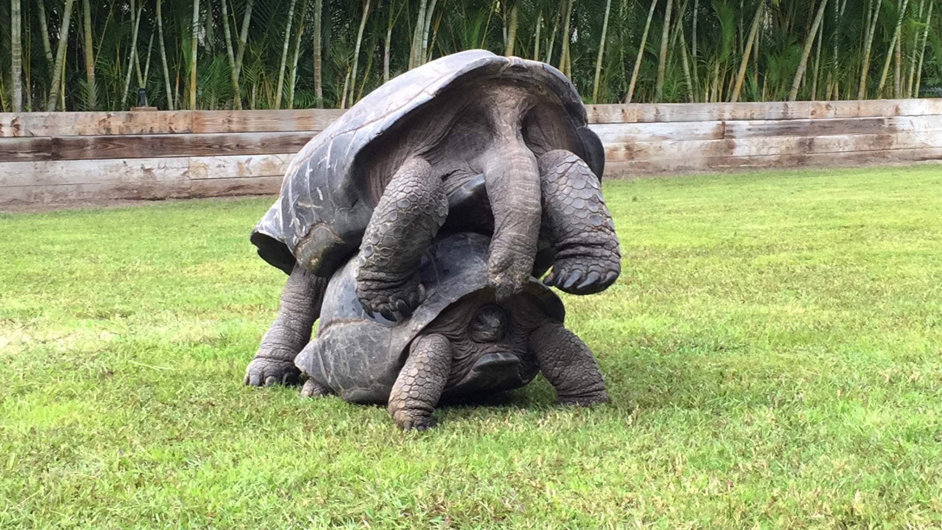 Aldabra Breeders