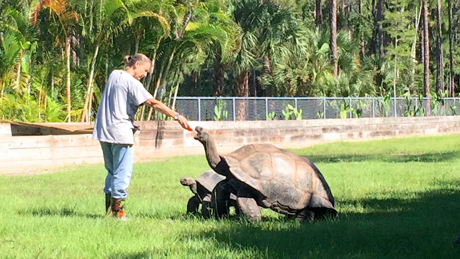 Aldabra Breeders