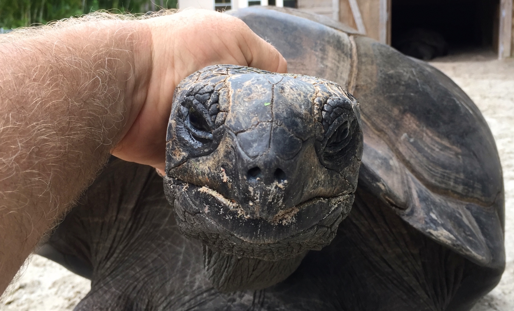 Aldabra Breeders