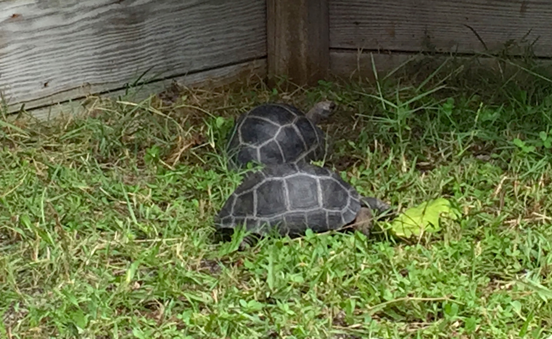 Aldabra Breeders