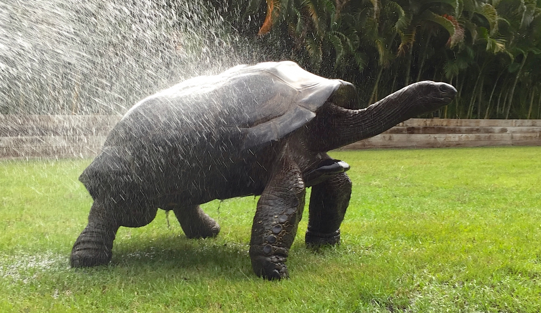 Aldabra Breeders