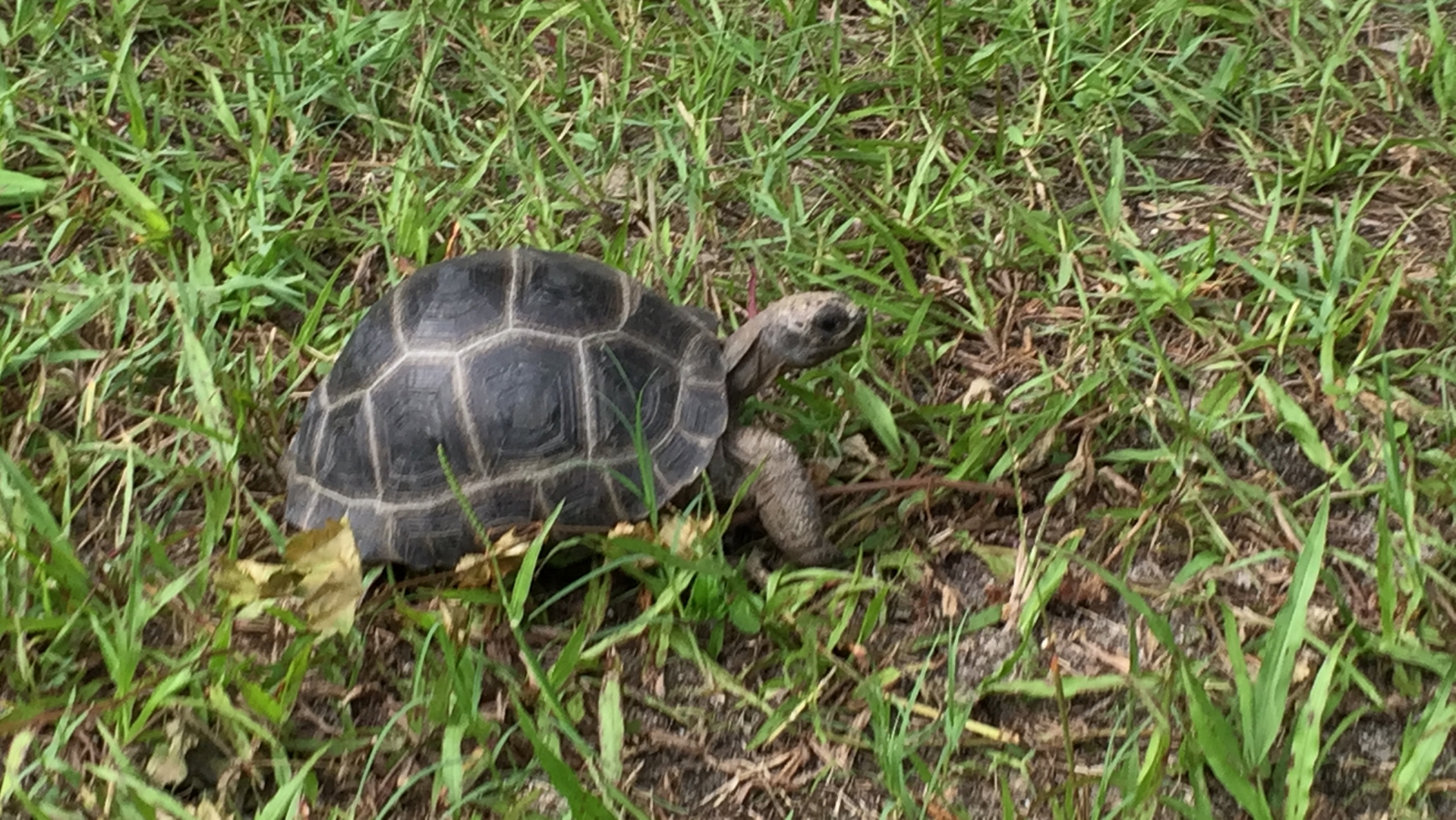 Aldabra Breeders