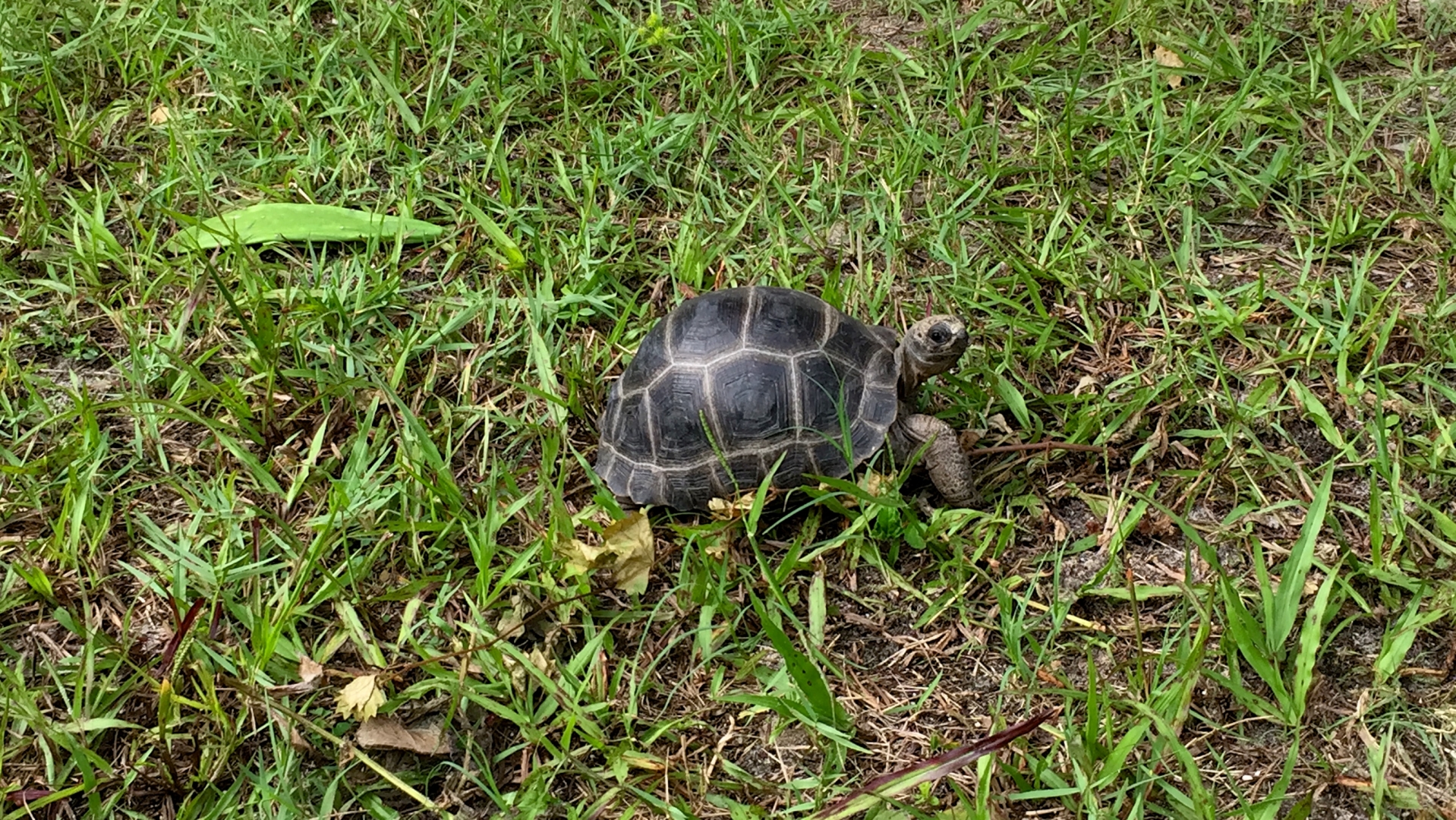 Aldabra Breeders