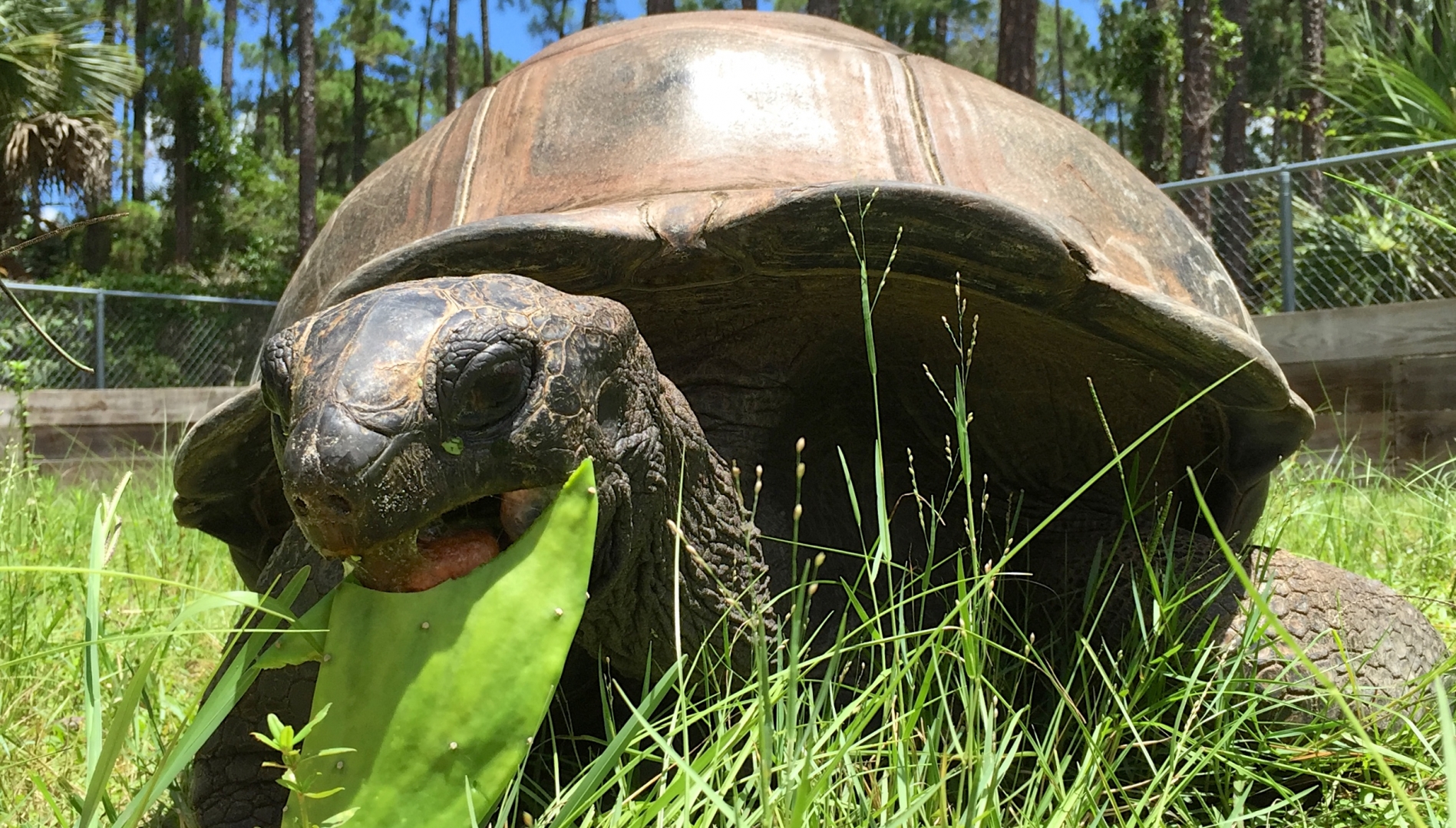 Aldabra Breeders