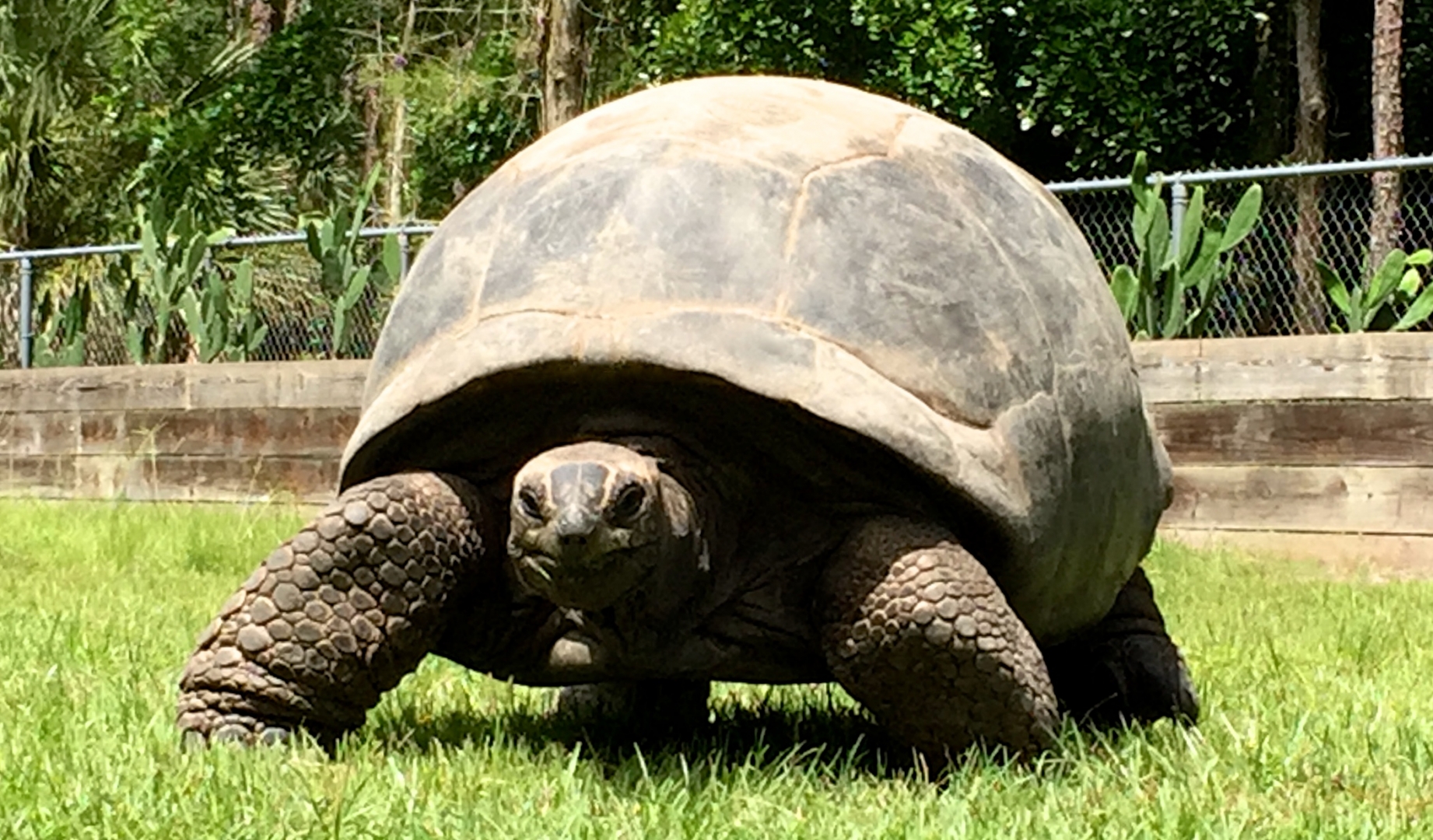 Aldabra Breeders