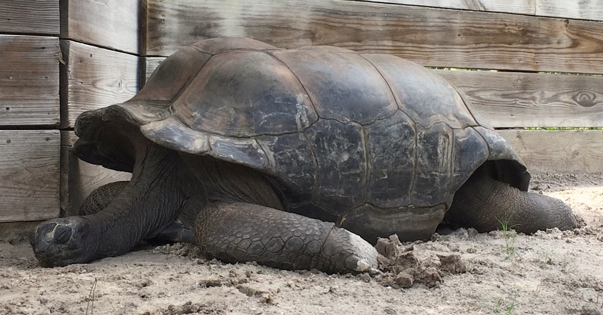 Aldabra Breeders