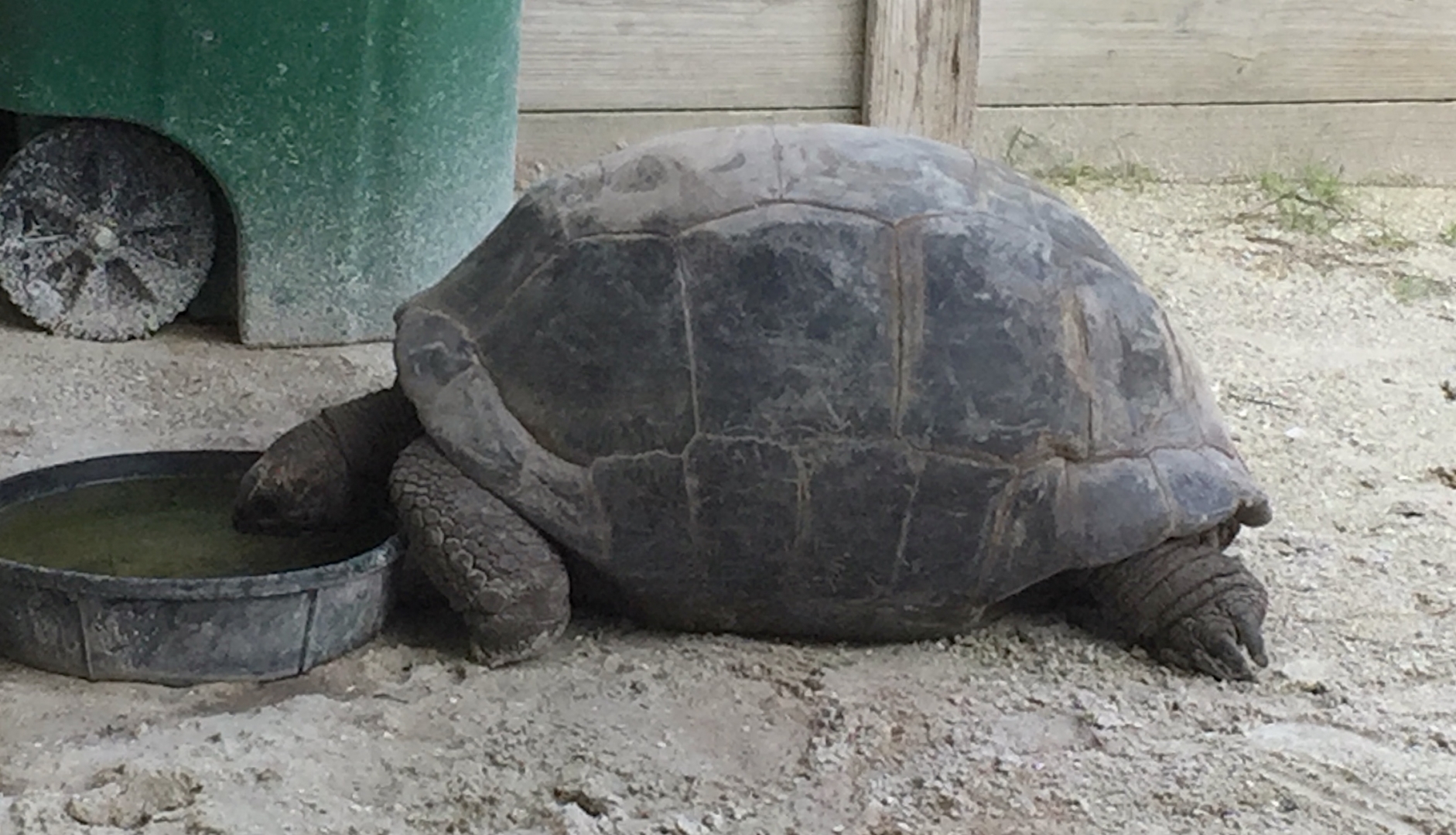 Aldabra Breeders