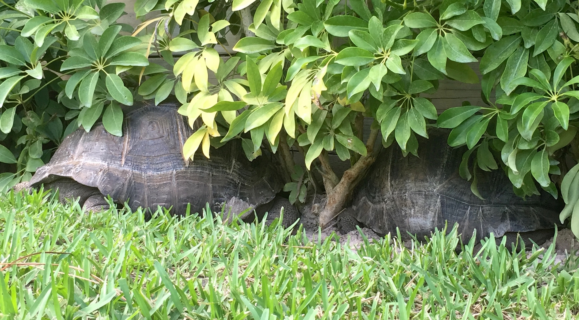 Aldabra Breeders