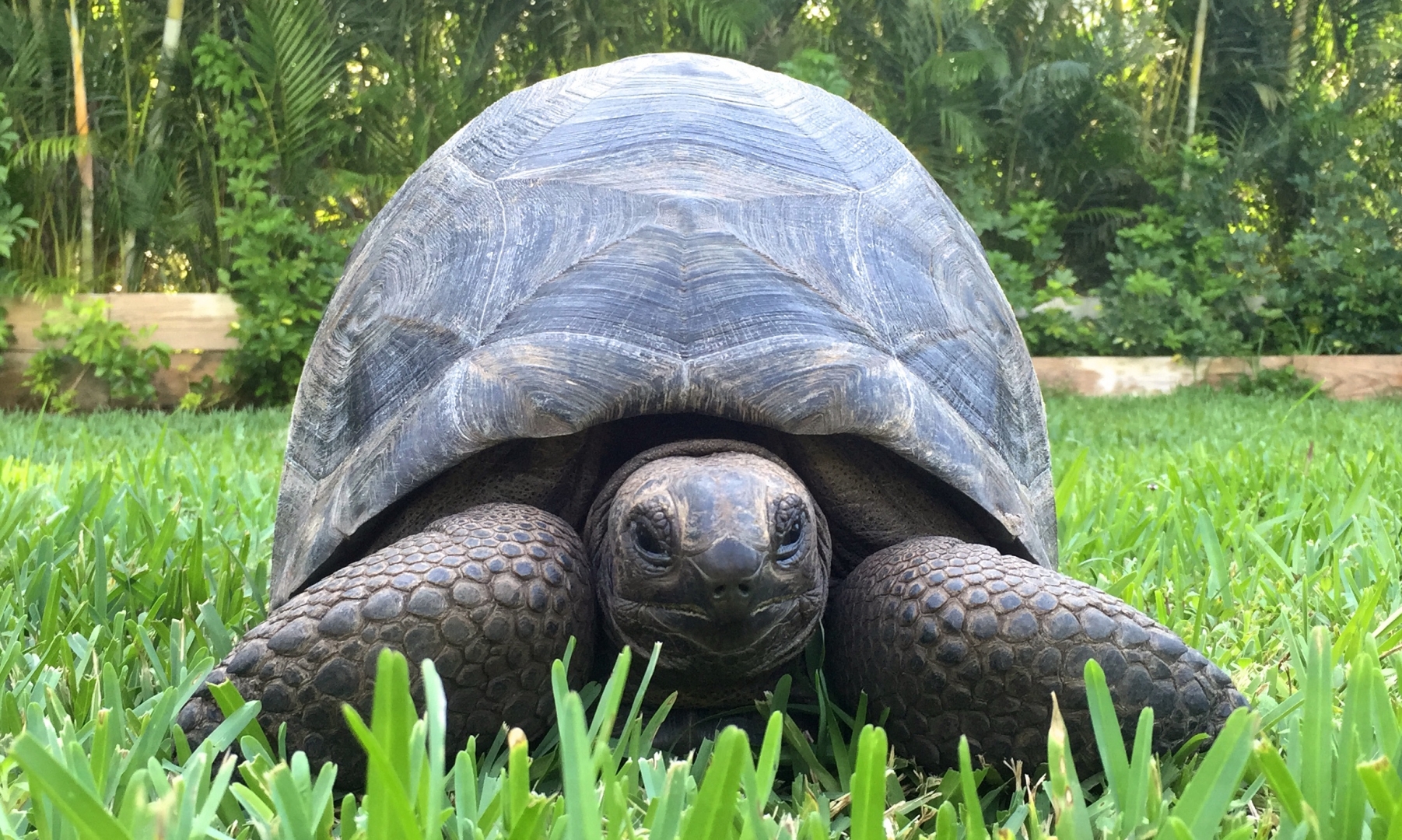 Aldabra Breeders