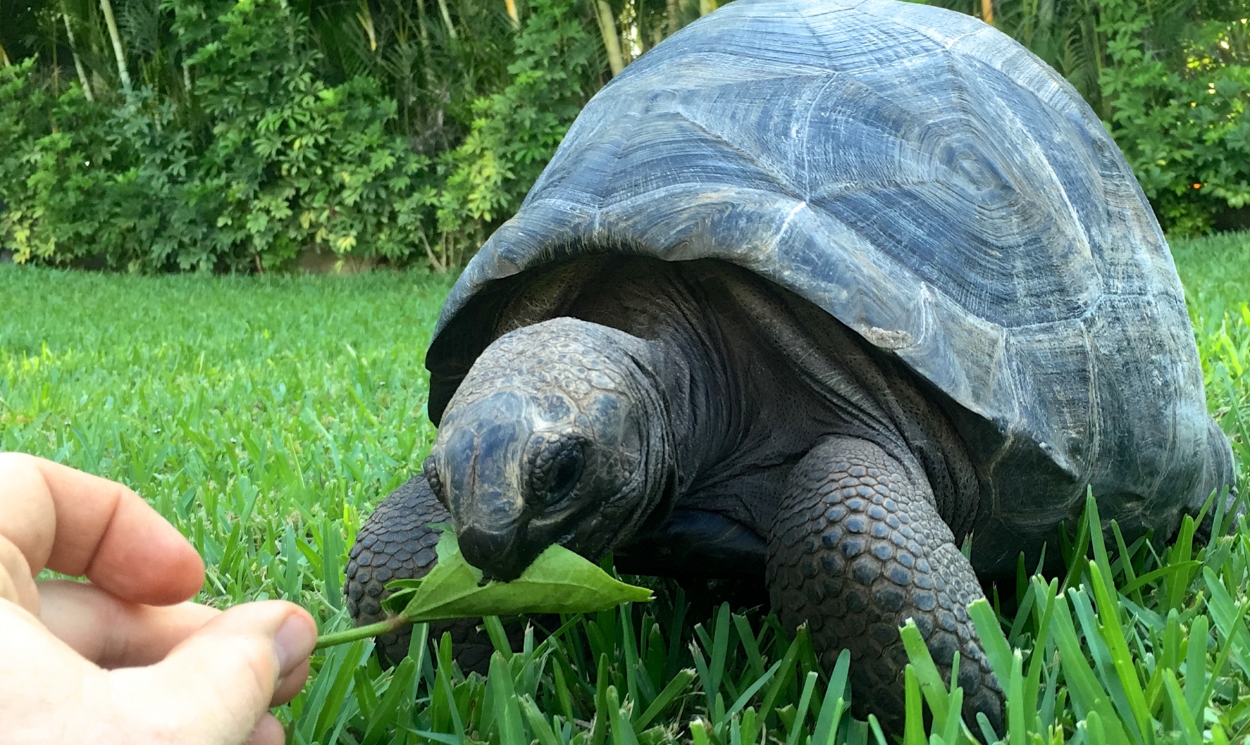 Aldabra Breeders