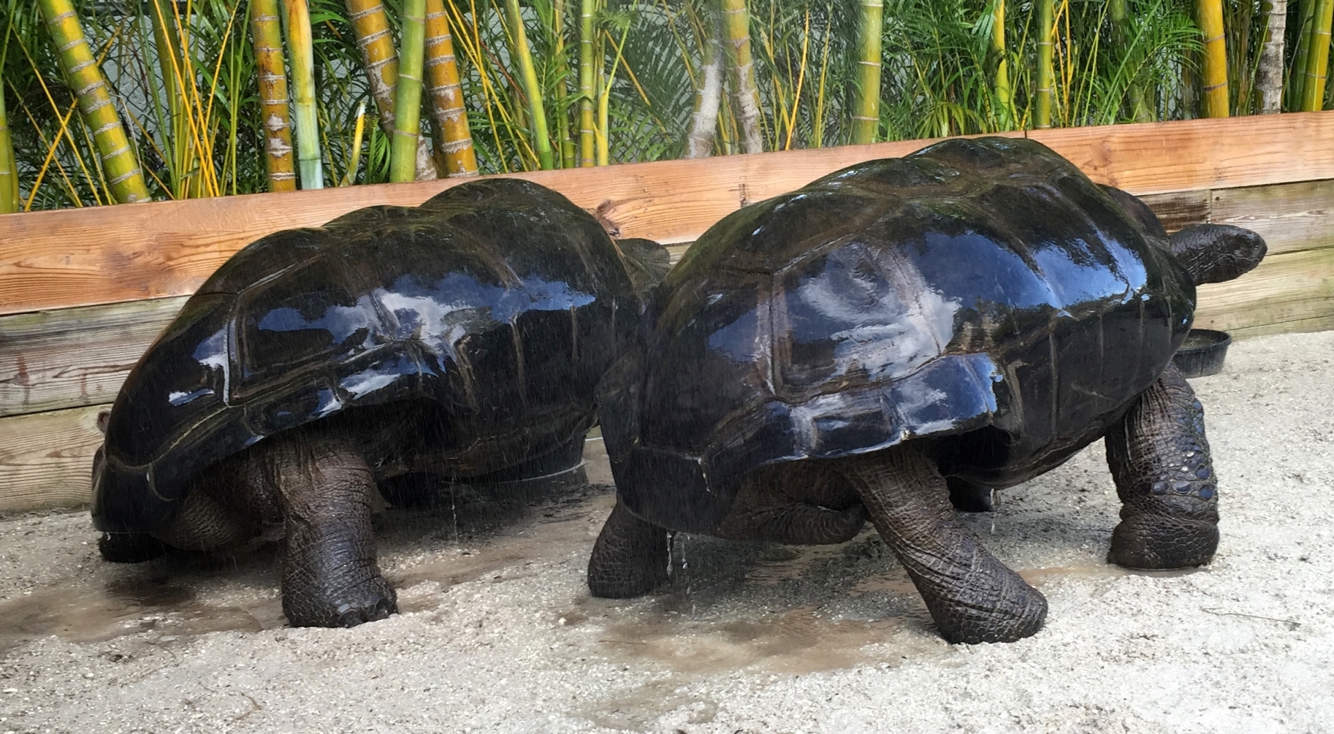 Aldabra Breeders