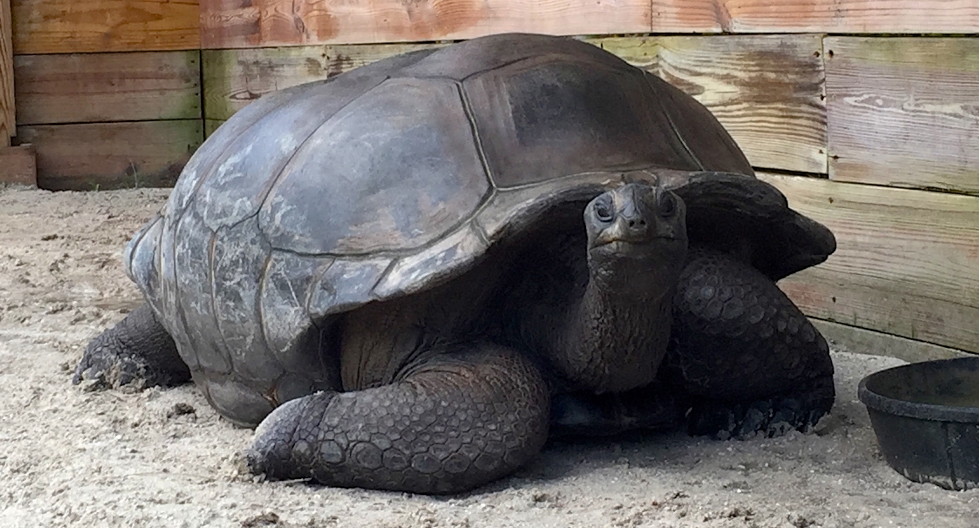 Aldabra Breeders