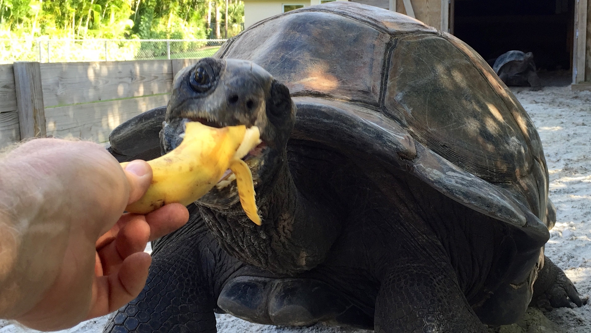 Aldabra Breeders