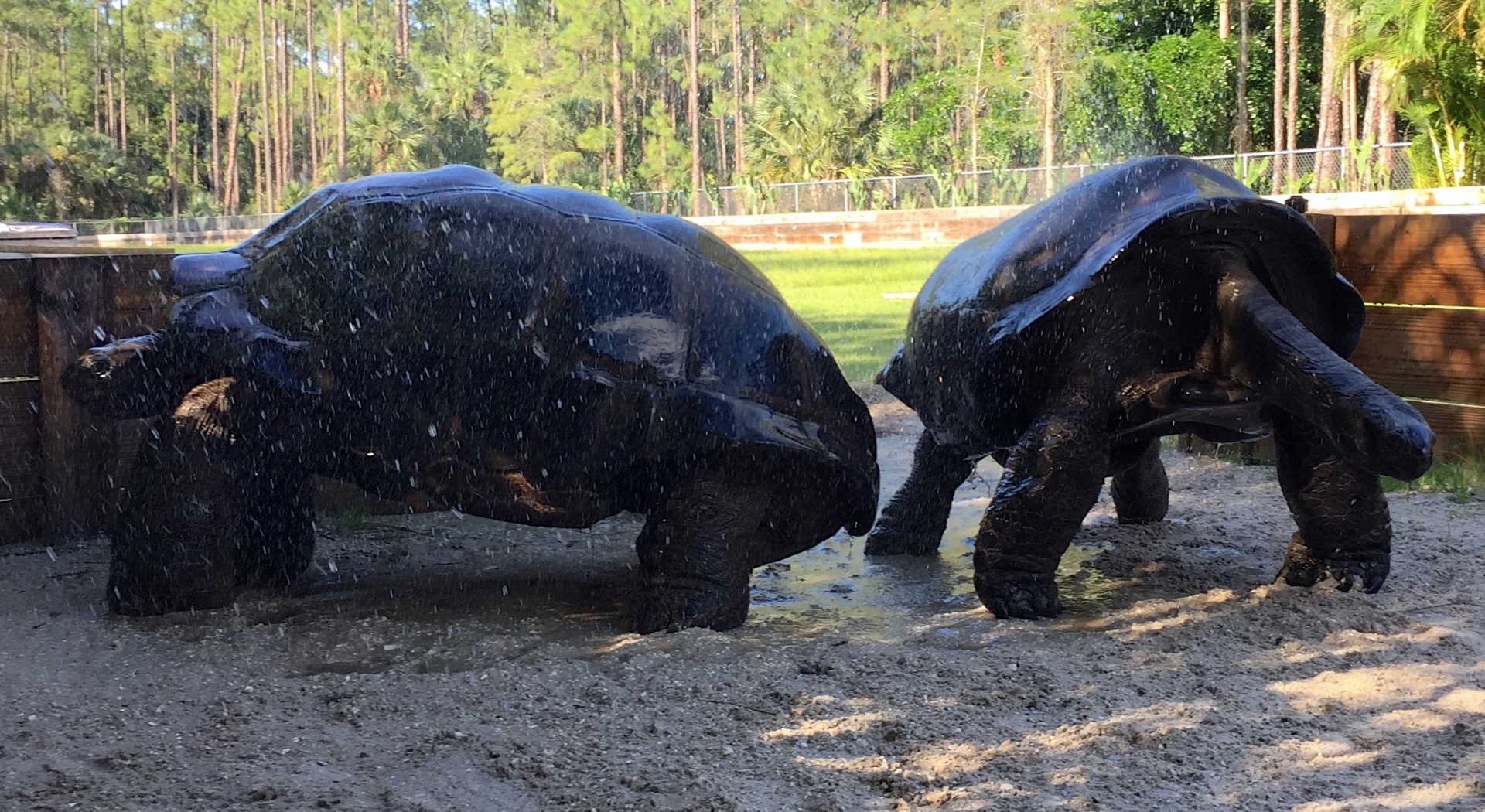 Aldabra Breeders