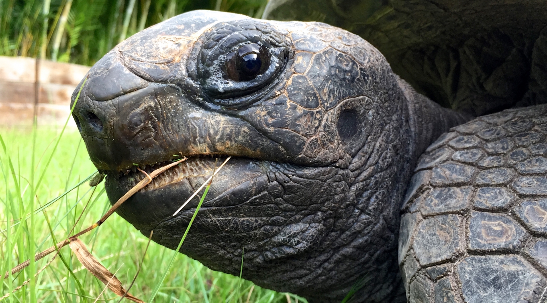 Aldabra Breeders