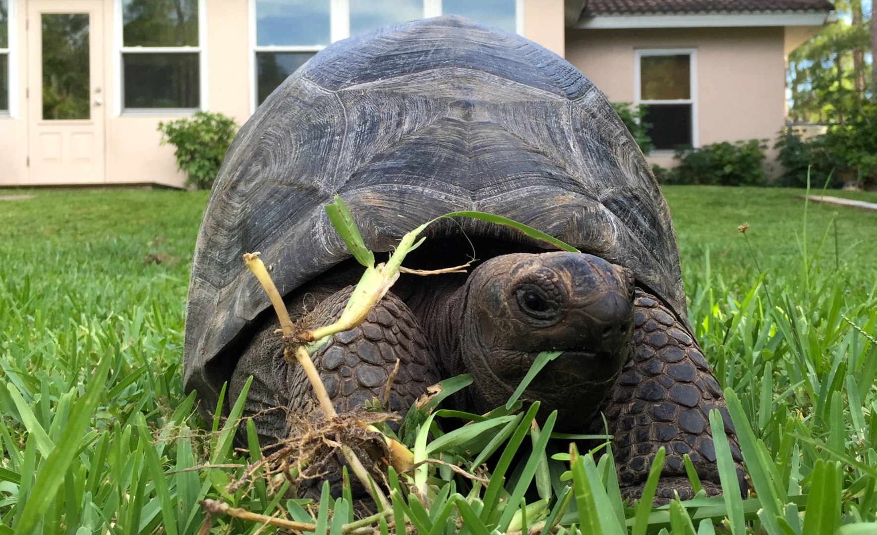 Aldabra Breeders
