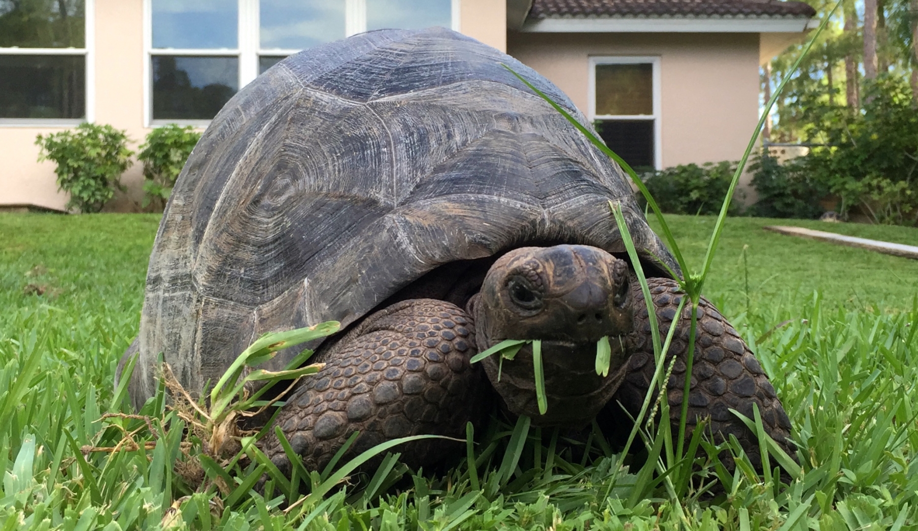 Aldabra Breeders